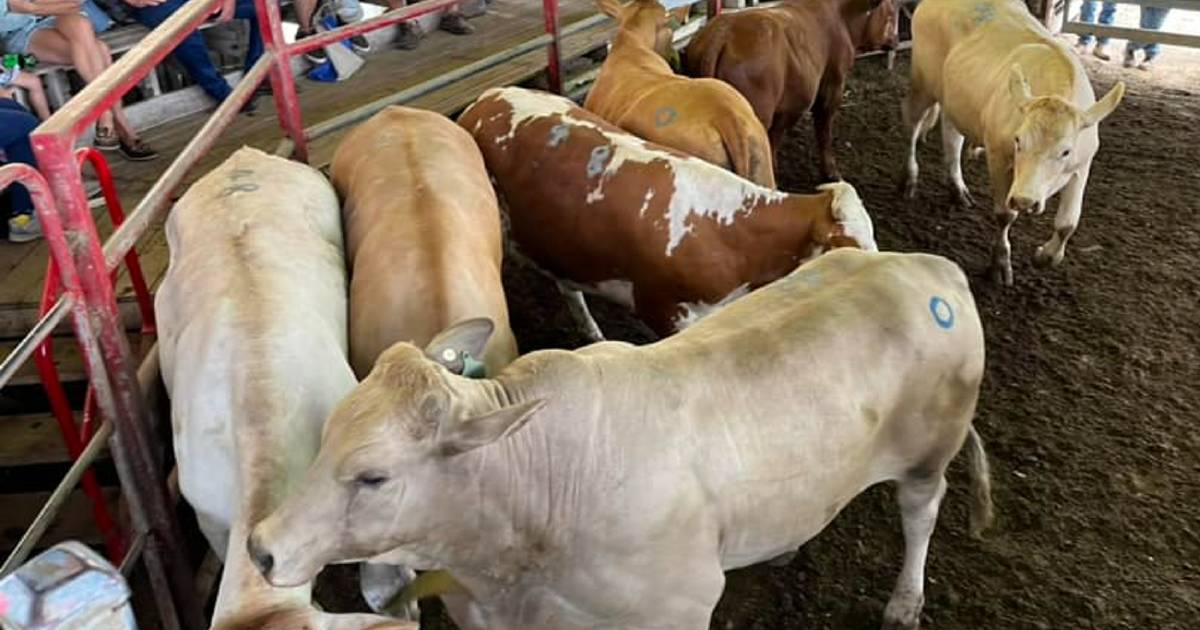 Milk tooth Charbray heifers sell for $1700 at Laidley | Queensland Country Life