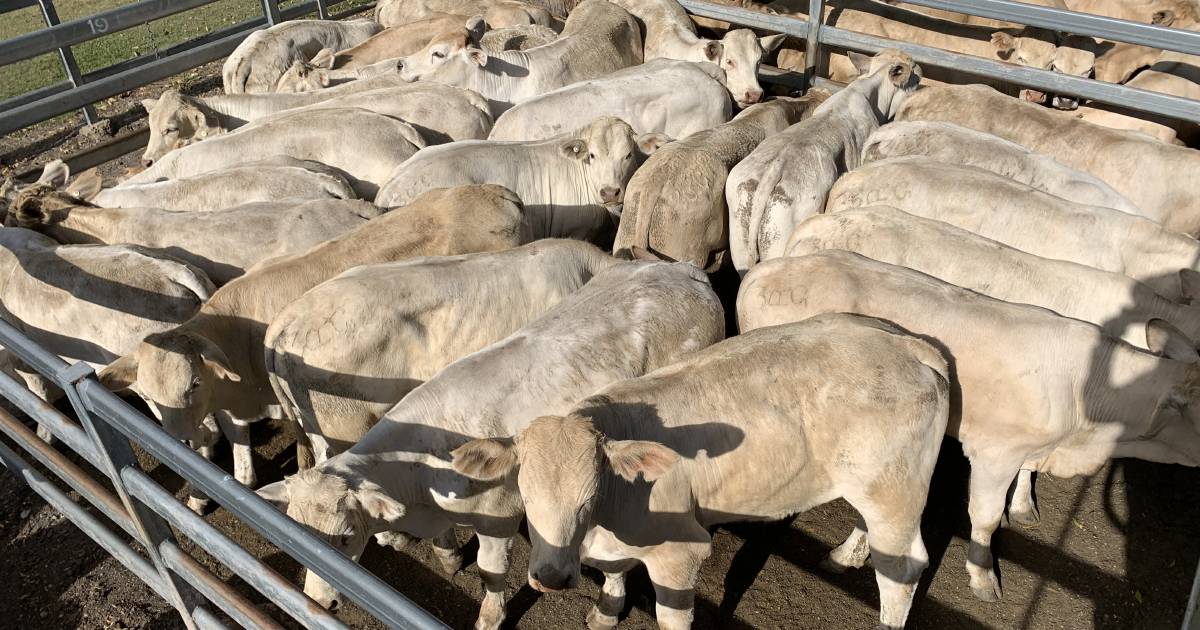 Charolais weaner steers top at $1880/hd at Toogoolawah | Queensland Country Life