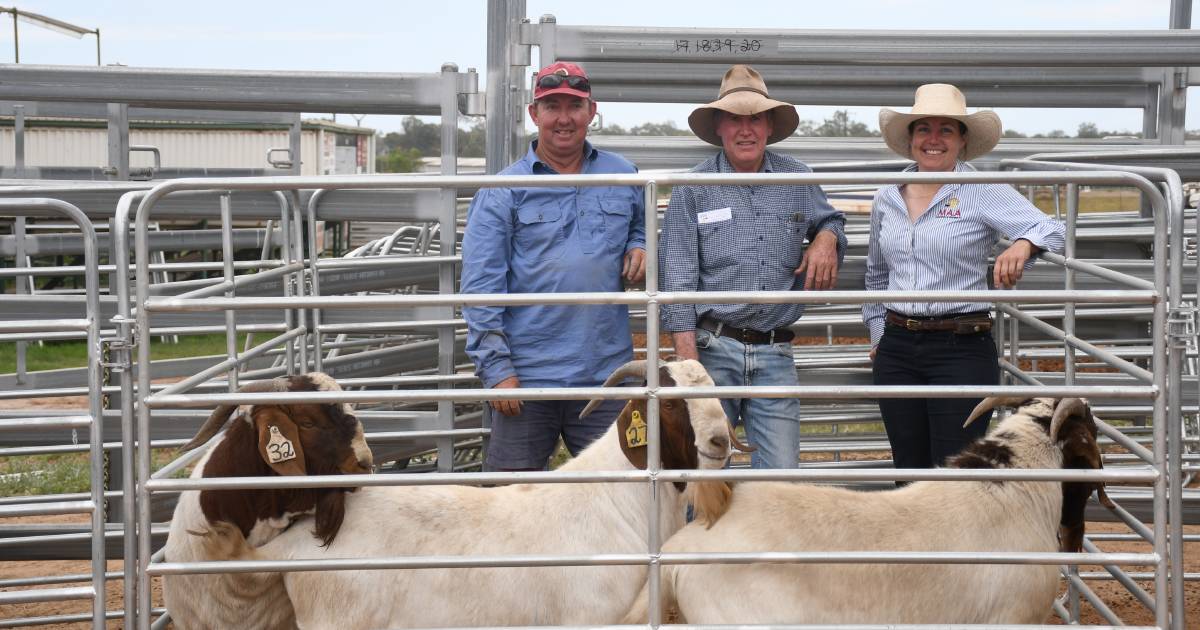 Western producers on the hunt for Hendon Park Boers at Roma sale