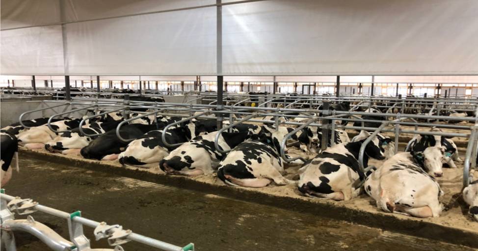 Courtney Halbach provides valuable insights on cow housing at the 2022 Dairy Research Foundation Symposium | The Land