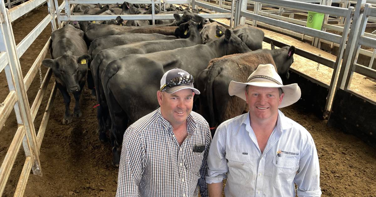 Cows and calves to $4350 at feature female sale | The Land