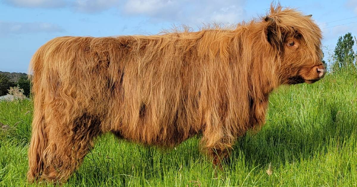 Highland world record smashed by Victorian producers