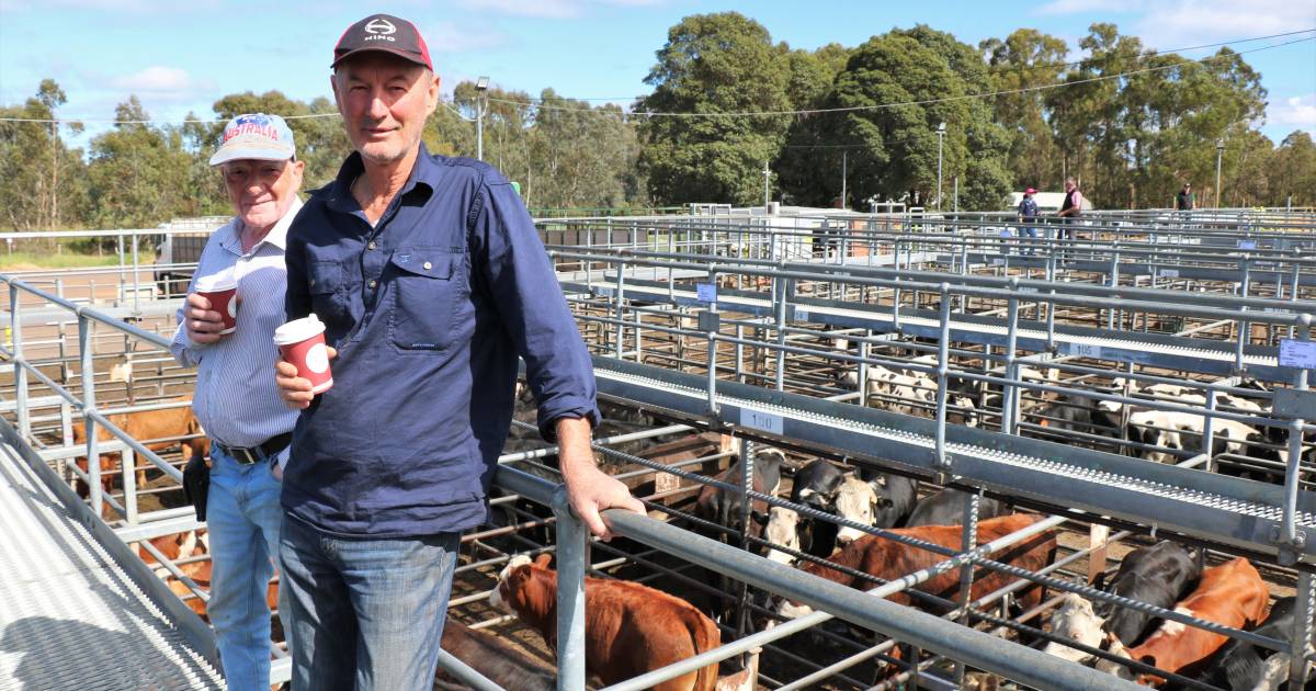 Beef steers sell to $2389 top at Boyanup