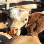 Glenlea female tops Casino livestock sale record as studs chase Charolais breeders | The Land