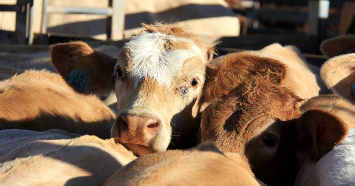 Charbray weaner steers sell for $1850 at Eumundi | Queensland Country Life