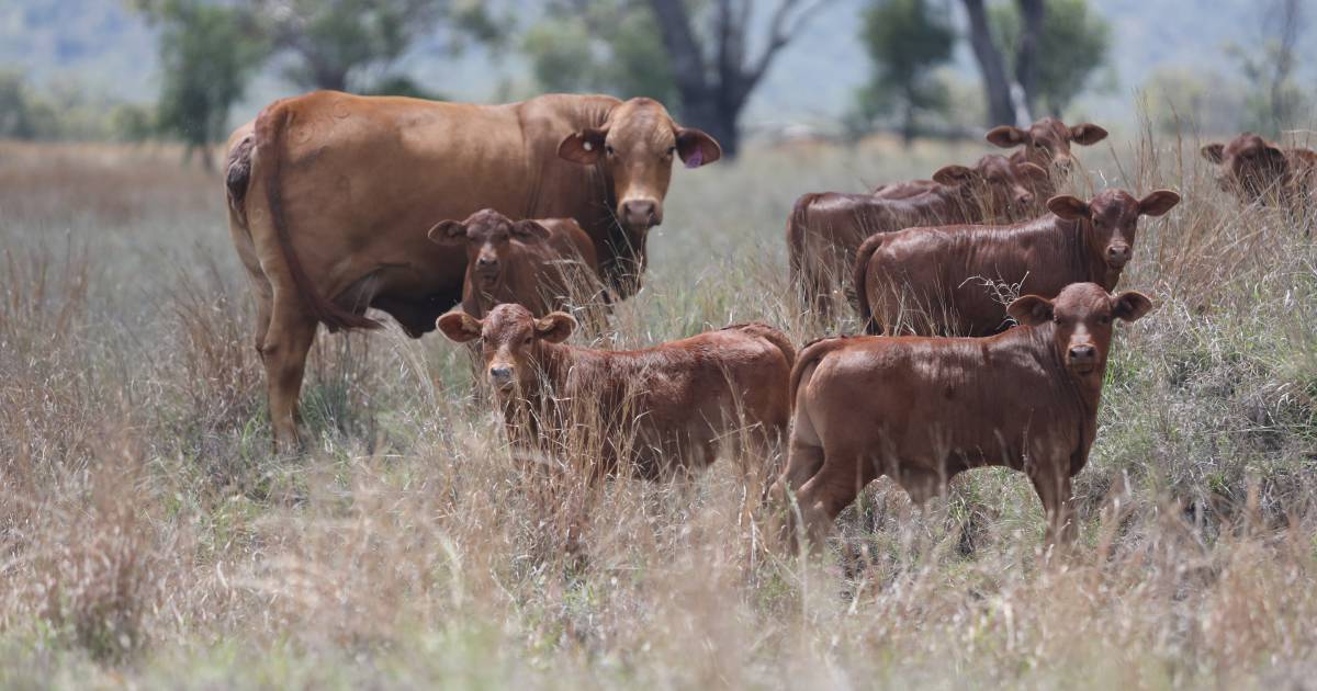 Beefmaster Breeders Australia to host open day at Old Corry, Capella on November 19 | Queensland Country Life