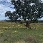 Canola succumbs to relentless wet weather