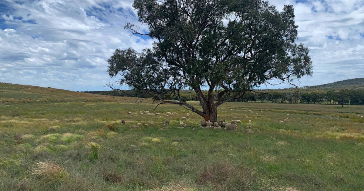 Quality cattle, sheep and fodder production