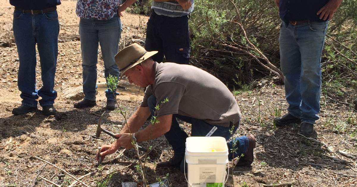 Northern Tablelands kicking goals when it comes to engagement in wild dog control | The Land