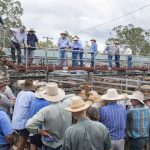 Rising Ingham prefix achieves stud-record result at Gold City Sale