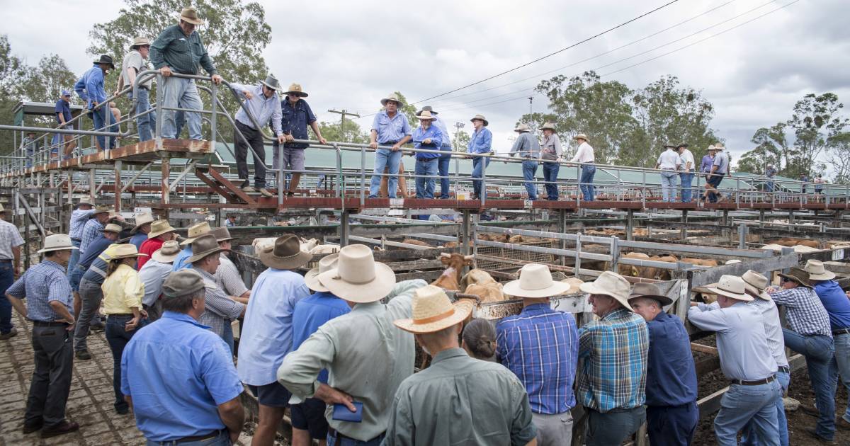 Weaner steers sell from 620c to 760c at Gympie