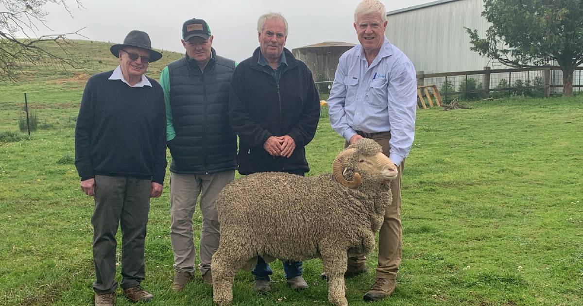 Long-time client secures top ram at Grathlyn and Lynford Merino sale