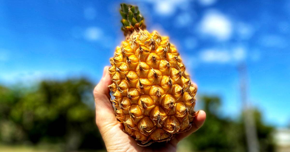 'Wild' year for pineapple growers, good and bad news for consumers