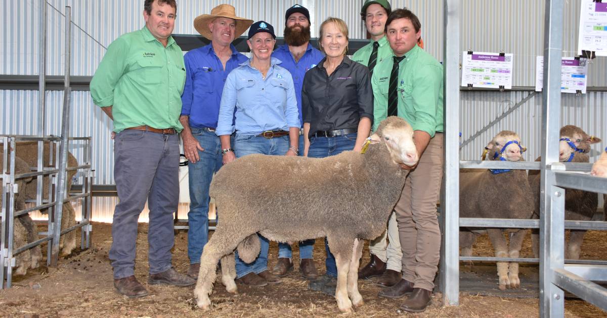 Strong Merino clearances and averages for 2022 ram selling season | Farm Weekly