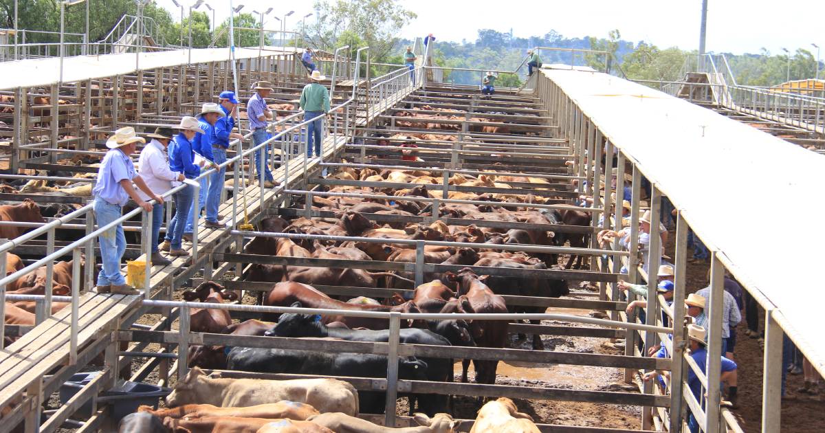 Angus cross steers reach 800c/$2064 at Roma store sale | Queensland Country Life