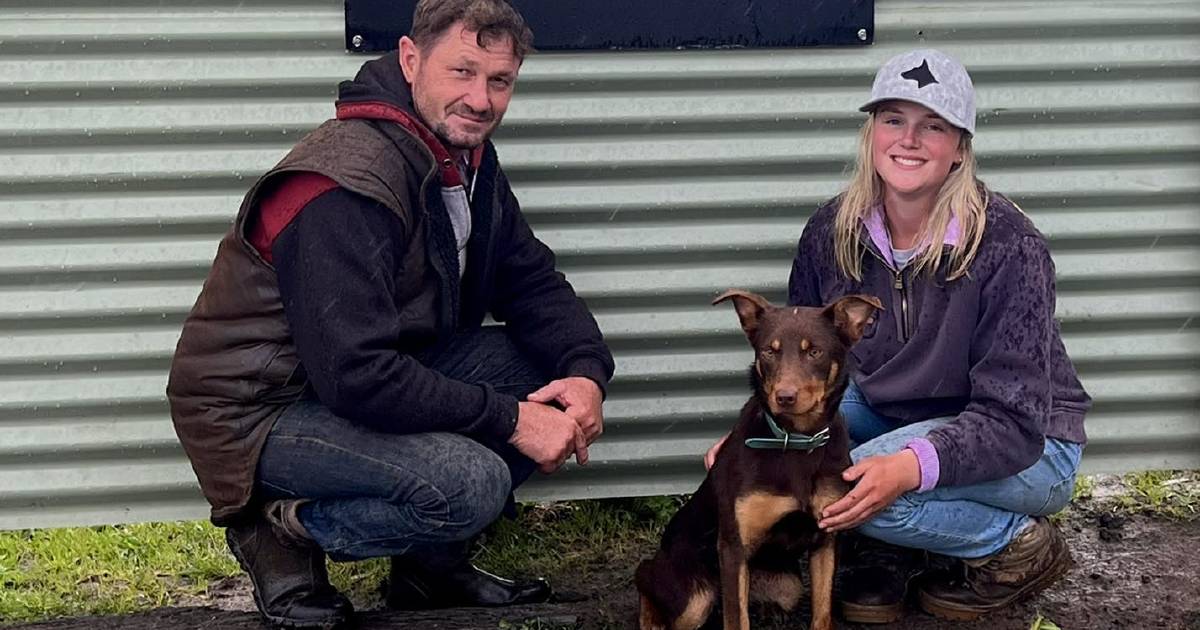 Muster Dogs breeder breaks national working dog record