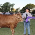 Quality yearling steers to feed in demand at Toowoomba