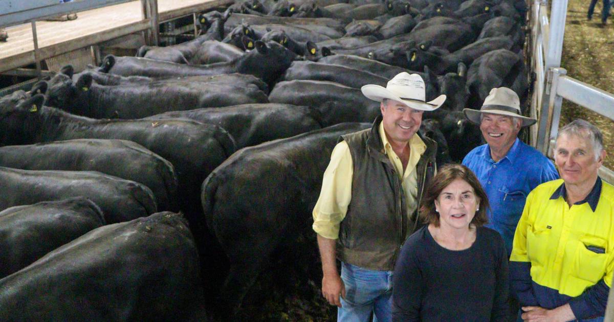 Mammoth yarding at Central Tablelands Livestock Exchange's store sale