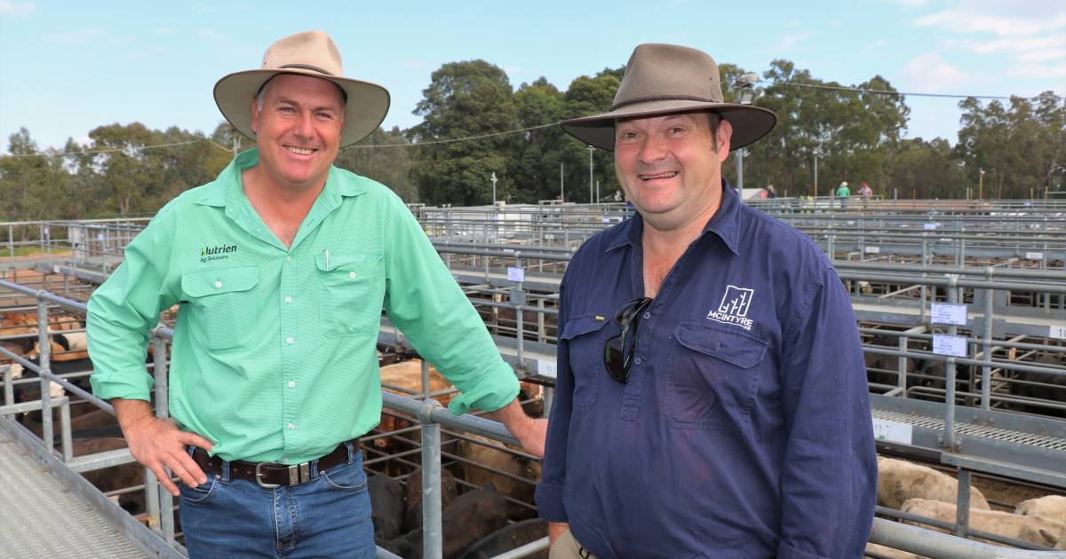 Red Angus appeals to buyers