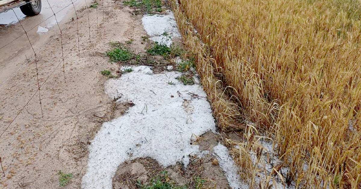 Isolated hail batters grain crops