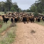 Moonie family cleans up at first Warwick prime lamb competition