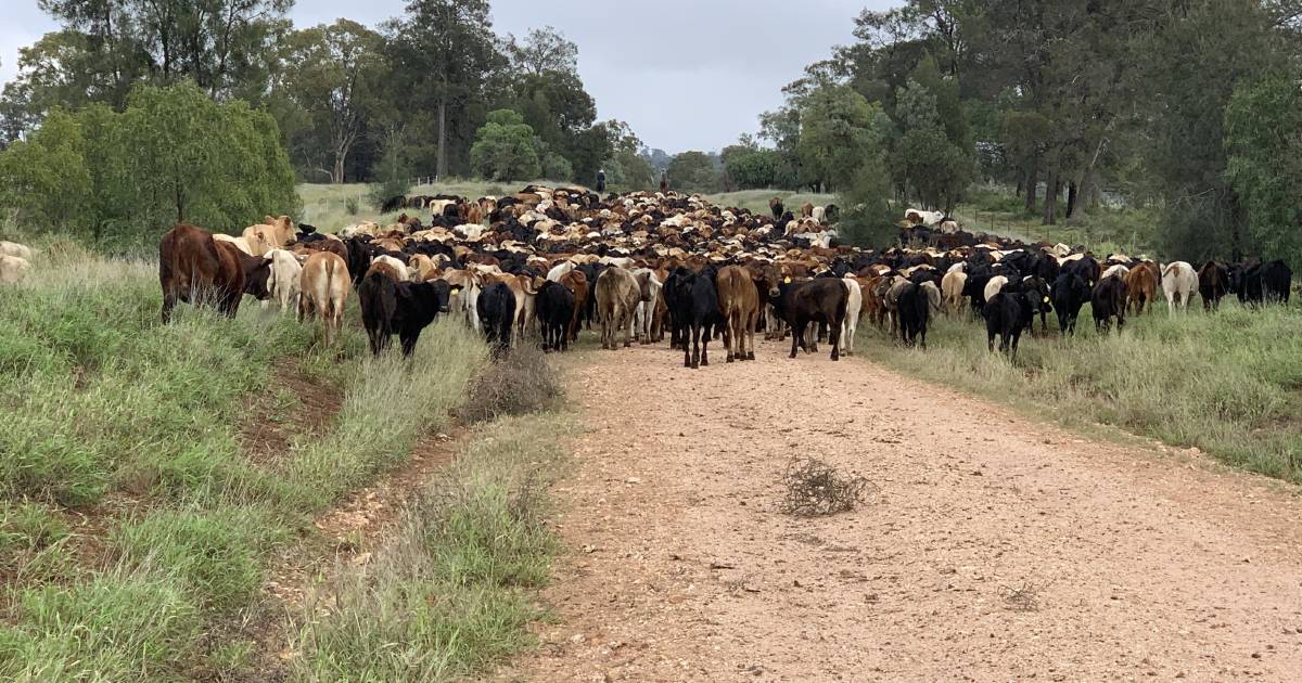 Tom’s legacy: Packhorse cattle country on the market | The Land