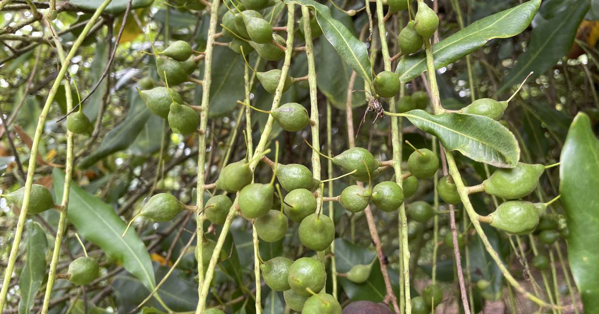 Better-than-expected nut harvest lifts Australian macadamia industry after a tough season | The Land