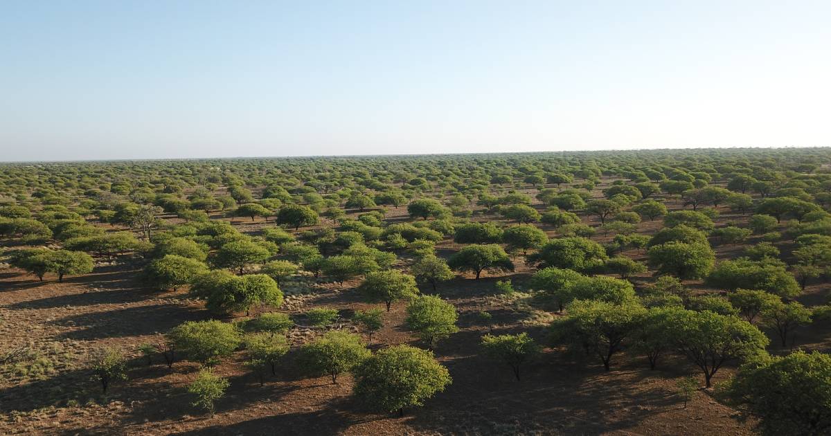 North west landholders invited to contribute woody weed biomass to renewable energy plan | Queensland Country Life