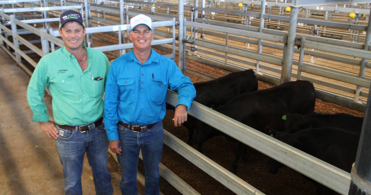 $2515 yearling beef steers at Nutrien Livestock’s monthly store cattle sale at the Muchea Livestock Centre | Farm Weekly