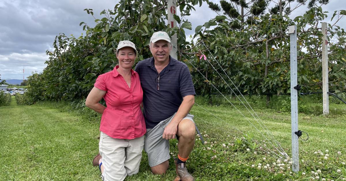 Lateral thinking increases yield, streamlines management in custard apple production