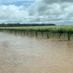 Northern NSW breeding country sold before auction