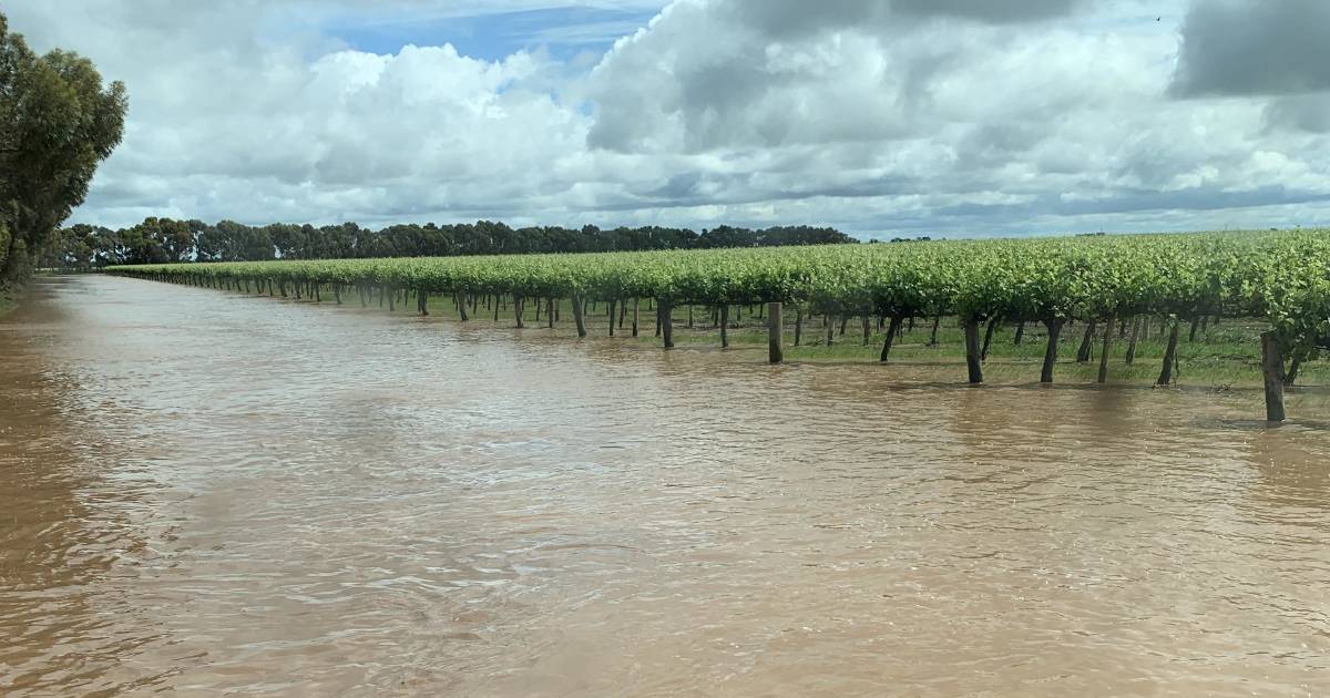 Tough decision for Riverina winegrape growers