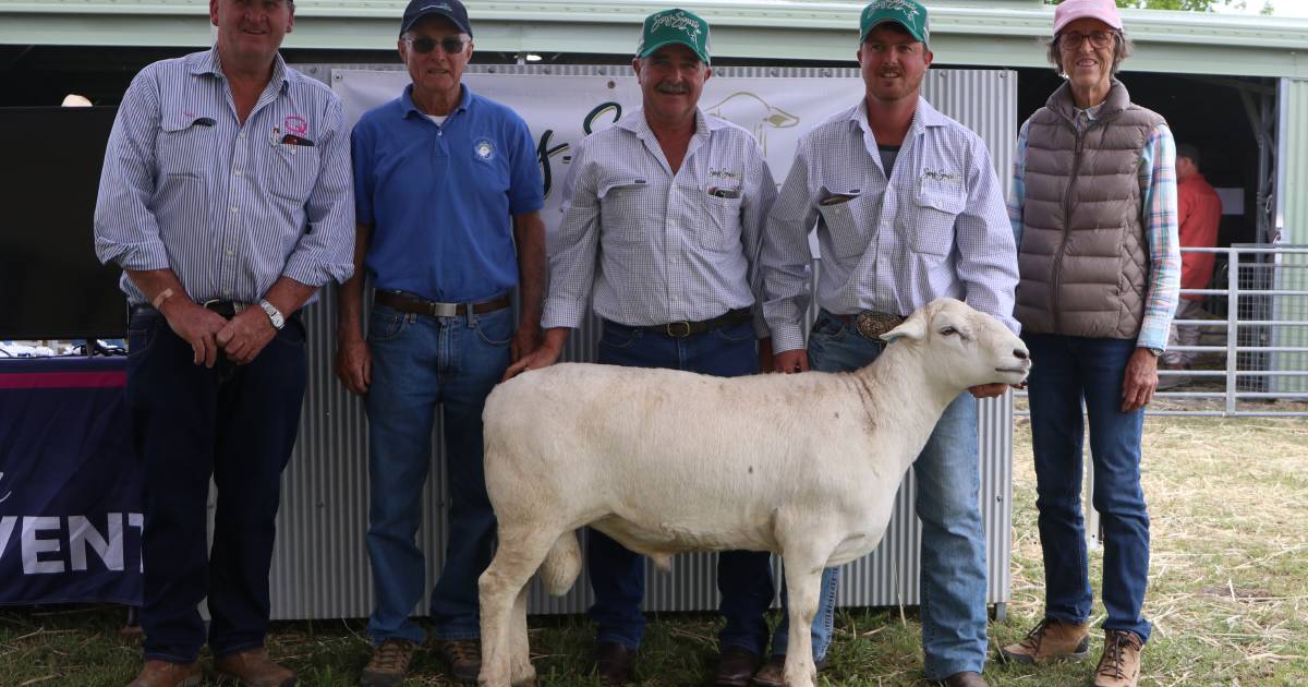 Sans Souci Australian White rams sell to two states | The Land