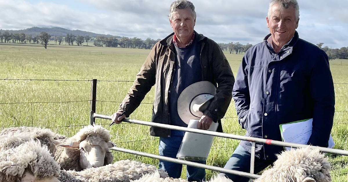 Merino sheep classers reflect on ram trial