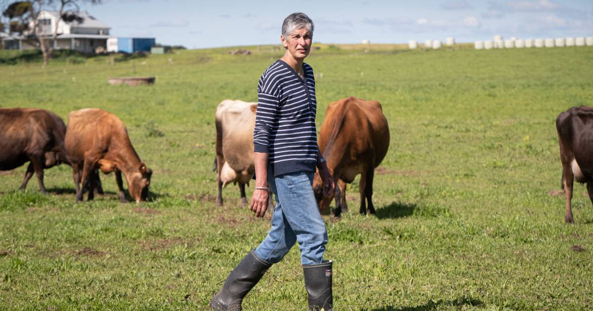 Burping cows hoping to save the climate