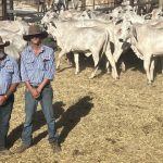 Sheep breeders push for easier process for importing genetics | Queensland Country Life