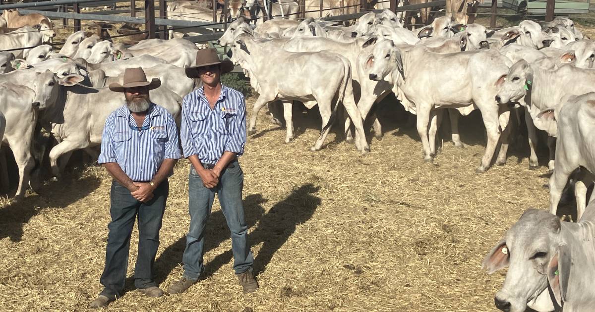 Large lines of pastoral cattle sold at Charters Towers cattle sale | North Queensland Register