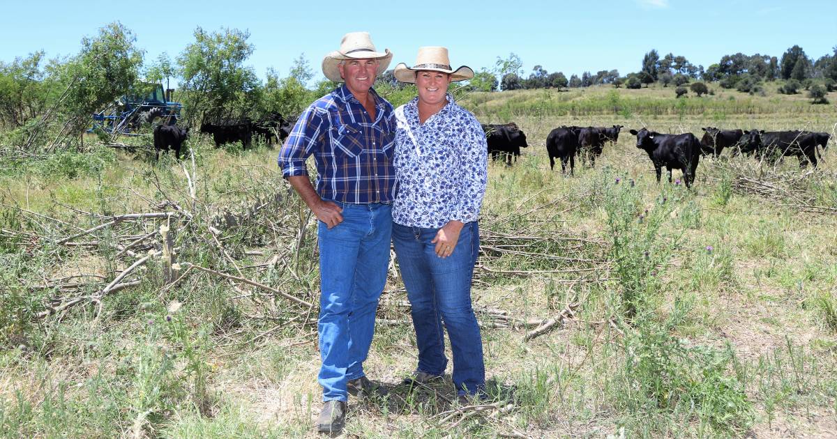 Millmerran’s Macqueen experiment with leucaena and Wagyu cattle | Queensland Country Life