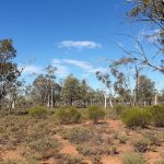 Qld Govt seeks feedback on future of livestock branding and earmarking