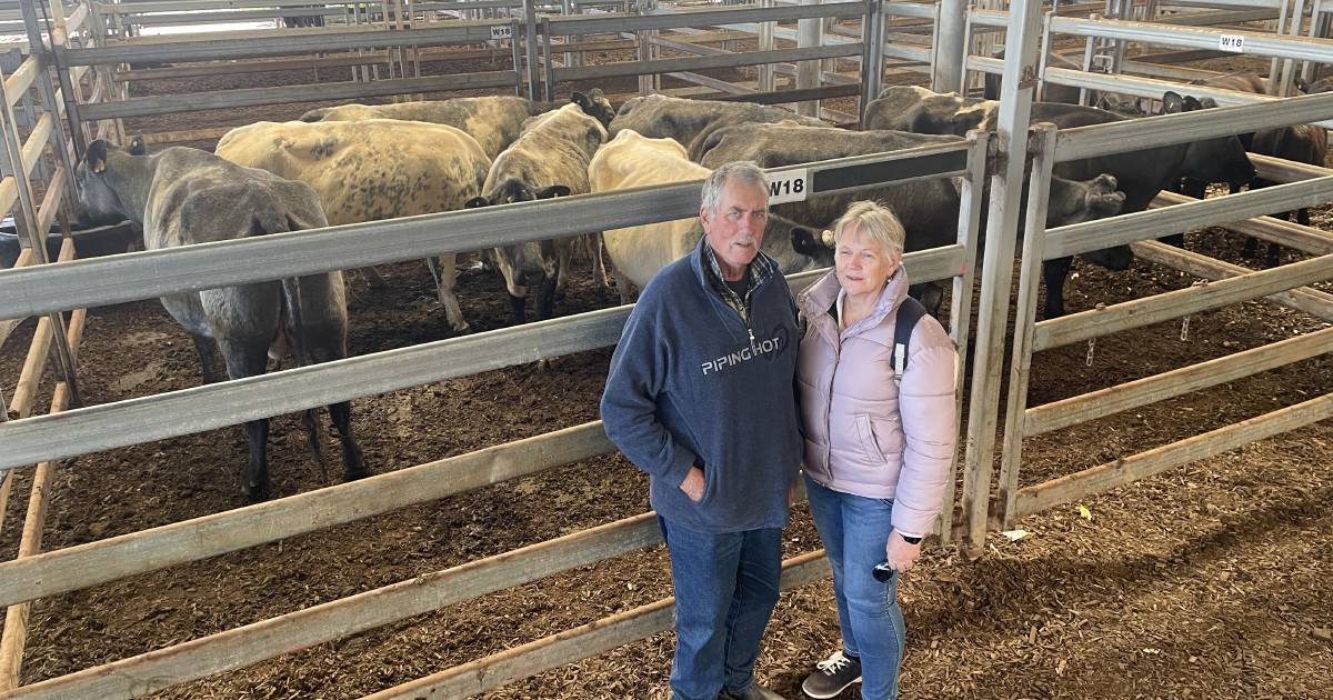 Cows with calves highlighted at Wodonga