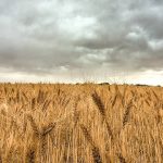 Farm education ‘mandatory’ for NSW primary schools | The Land