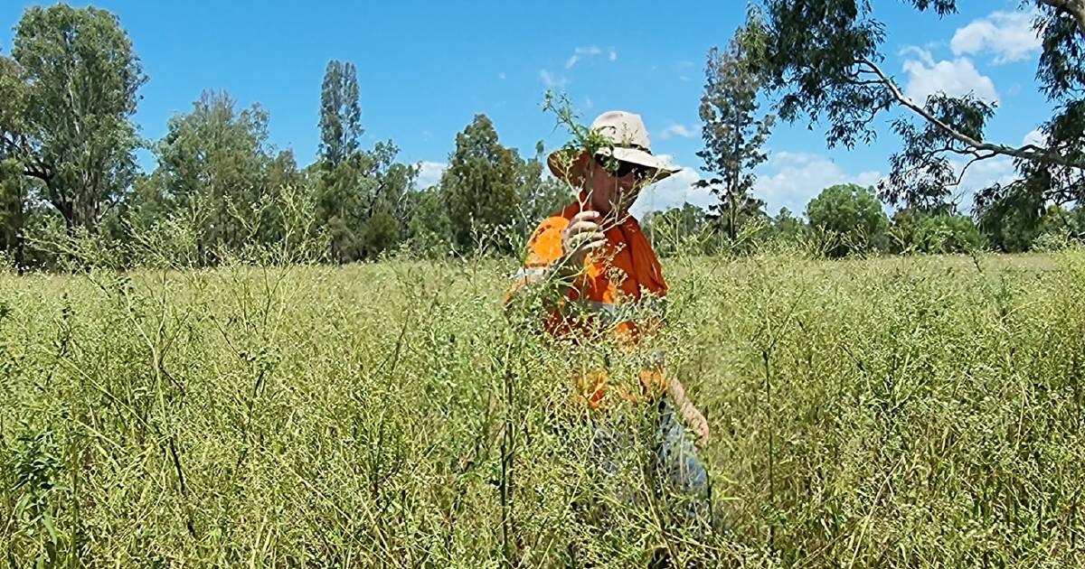 Parthenium weed alarm sounded | Queensland Country Life