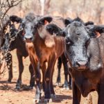 Light steers average $1180/head for an 82pc clearance rate | Queensland Country Life