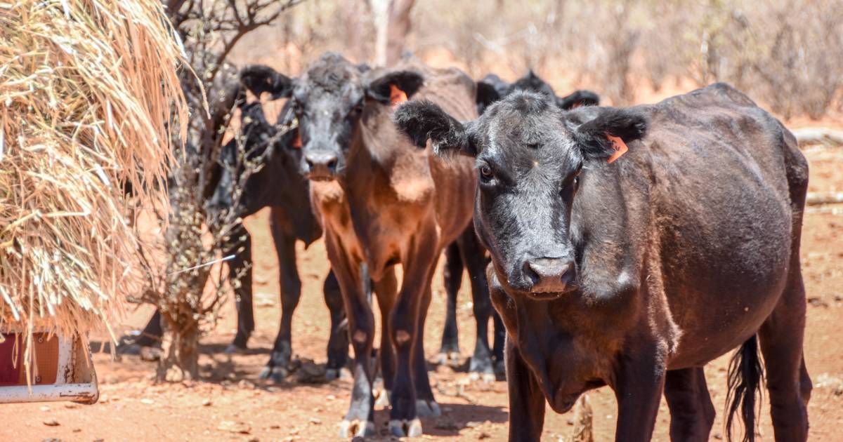 Paroo declared to be out of drought for first time since 2013