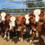 Dalby sale 16 Nov 2022: Feeder, restocker prices hold firm