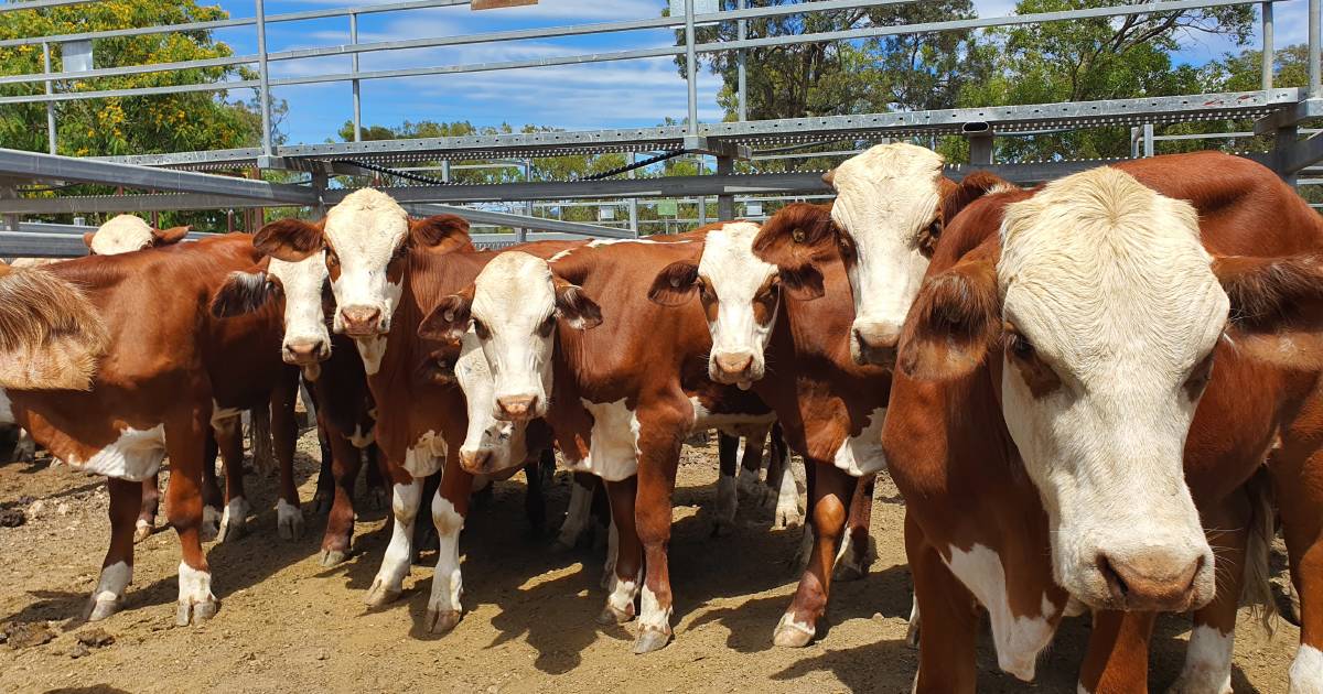 Weaner steers sell to $1970 at Monto