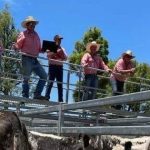 Highland world record smashed by Victorian producers