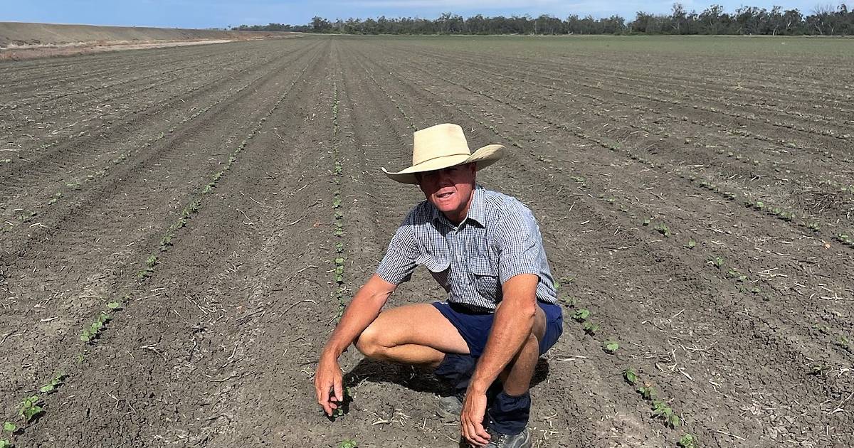 Murray-Darling Basin Plan buyback shortfall puts SQ irrigators on alert | Queensland Country Life