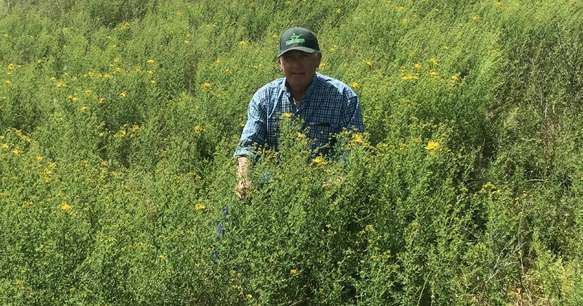 Multipronged approach best for St John's wort control