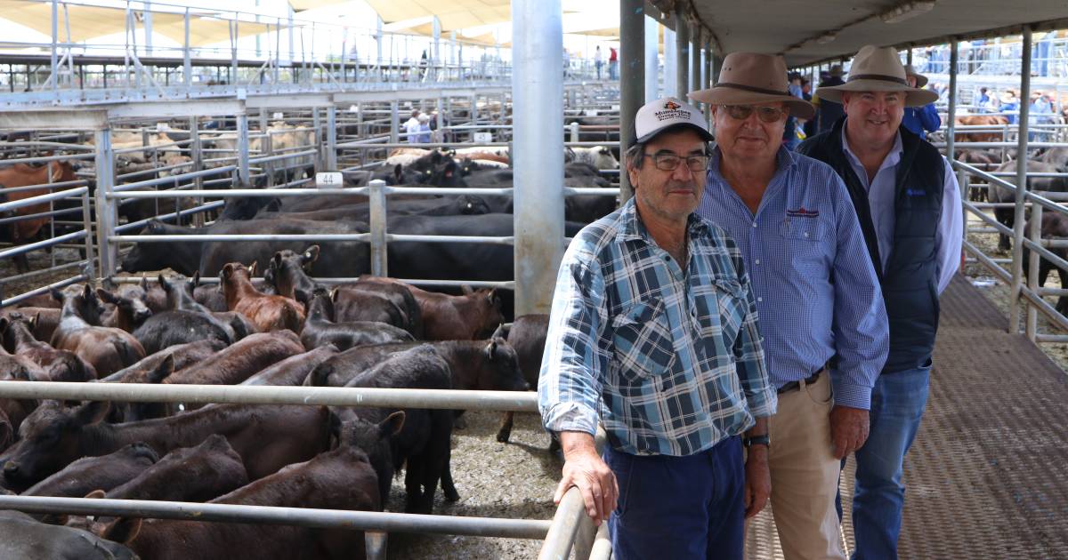 Restocker demand still strong for breeders